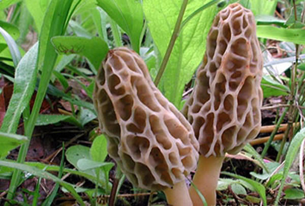 云南鮮羊肚菌漸成國際市場新寵