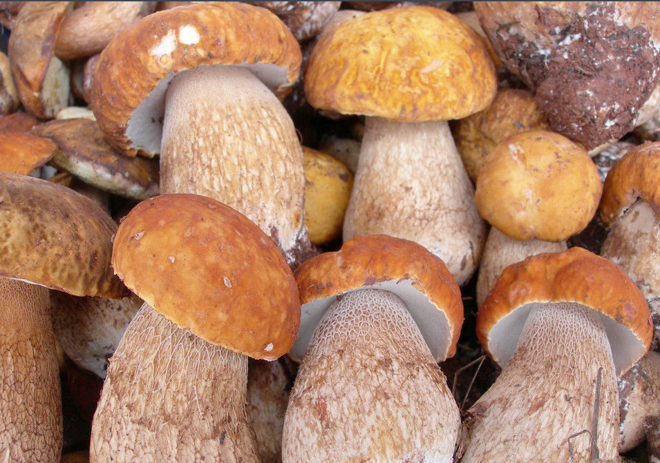 2017云南野生菌少量上市,見手青最高450元/公斤