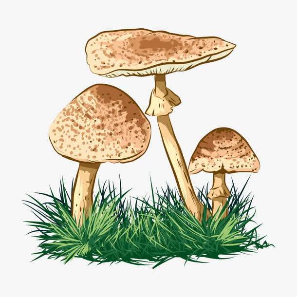 預(yù)警:野生菌中毒怎么防?怎么控?怎么辦?